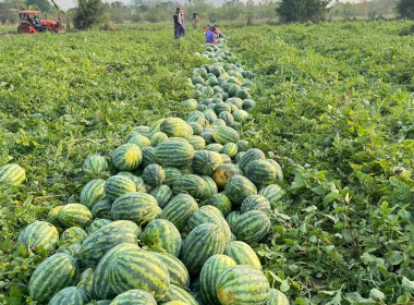 สังเกตการณ์การรวบรวมผลผลิตแตงโมจากสมาชิกสหกรณ์การเกษตรวิเศษชัยชาญ จำกัด ... พารามิเตอร์รูปภาพ 9